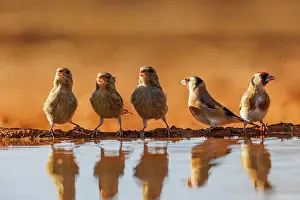 Dehesa: European goldfinch