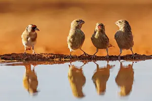 Dehesa: European goldfinch