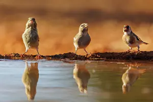 Dehesa: European goldfinch
