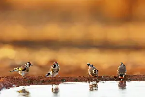 Dehesa: European goldfinch