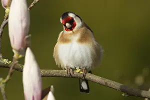 Suffolk: European goldfinch (Carduelis carduelis) adult bird