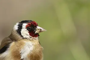 Suffolk: European goldfinch (Carduelis carduelis) adult bird