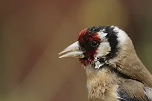 Suffolk: European goldfinch (Carduelis carduelis) adult bird