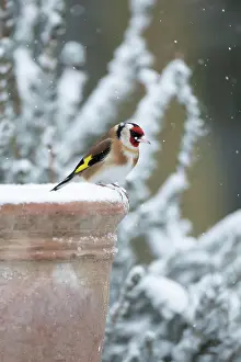 Bucket: European goldfinch (Carduelis carduelis) adult bird
