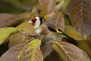 Finch: European goldfinch (Carduelis carduelis) adult bird on a garden Magnolia tree with autumn colour leaves