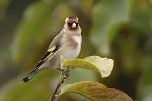 Colored: European goldfinch (Carduelis carduelis) adult bird in a garden Magnolia tree with autumn leaves