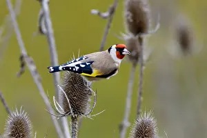 Dipsacaceae: European Goldfinch (Carduelis carduelis) feeding