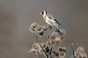 Arctium: European Goldfinch (Carduelis carduelis) foragi