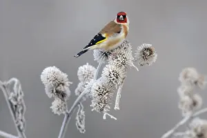 Rime: European Goldfinch (Carduelis carduelis) foragi