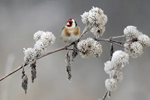 Rime: European Goldfinch (Carduelis carduelis) perche