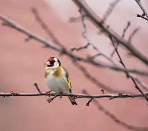Carduelis: European goldfinch (Carduelis carduelis) sitting on the bran
