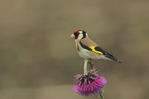 Carduelis: European goldfinch (Carduelis carduelis) on a thistle
