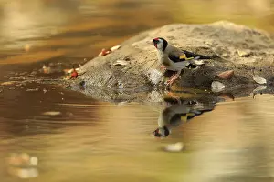 Finch: European Goldfinch (Carduelis carduelis) at waterhole