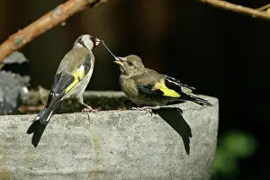 Goldfinches: European Goldfinch - Feeding fledgling