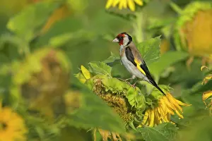Faded: European Goldfinch - male on faded sunflower
