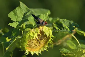 Faded: European Goldfinch - male on faded sunflower