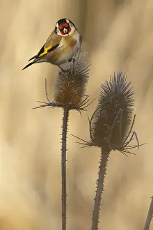 050618: European Goldfinch - perched - Castilla Leon, Spain