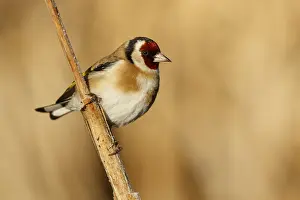 050618: European Goldfinch - perched - Castilla Leon, Spain