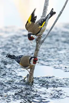 050618: European Goldfinch - perched - Castilla Leon, Spain