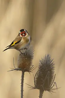 050618: European Goldfinch - perched - Castilla Leon, Spain