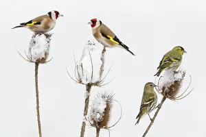 Spinus: European Goldfinch - with Siskin (Carduelis spinus)