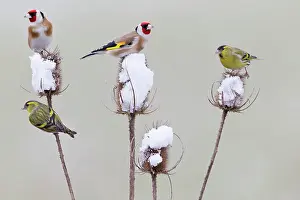Spinus: European Goldfinch - with Siskin (Carduelis spinus)