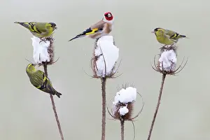 Spinus: European Goldfinch - with Siskin (Carduelis spinus)