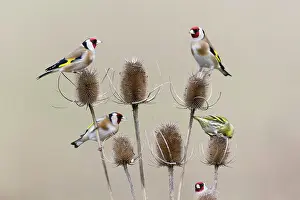 Spinus: European Goldfinch - with Siskin (Carduelis spinus)