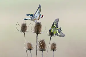 Spinus: European Goldfinch and Siskin (Carduelis spinus)