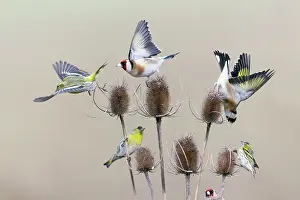 Spinus: European Goldfinch and Siskin (Carduelis spinus)
