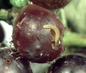 Vinifera: European grape berry moth larva