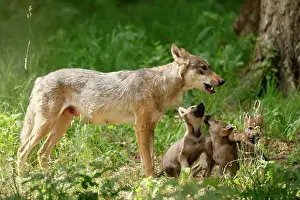 100722: European gray wolf (Canis lupus), adult with pups, captive