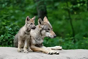 100722: European gray wolf (Canis lupus), adult with pups, captive