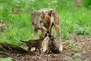 260622: European gray wolf (Canis lupus), adult with pups, captive