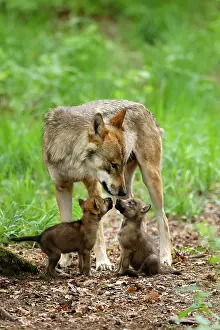 260622: European gray wolf (Canis lupus), adult with pups, captive