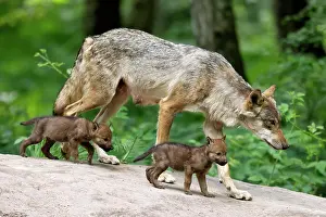 260622: European gray wolf (Canis lupus), adult with pups, captive