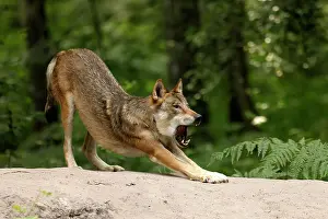 Germ: European gray wolf (Canis lupus) stretches, Germ