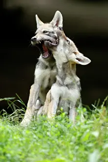 251020: Two European Gray wolf (Canis lupus)playing puppies