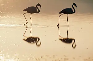 European Greater FLAMINGO - at sunset
