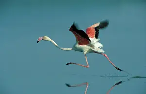 Piedra: European Greater FLAMINGO - Taking off at the Laguna