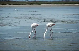 Flamingos: European Greater FLAMINGO - x two, feeding