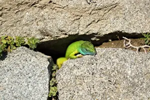 Hide: European green lizard (Lacerta viridis), Bulgaria