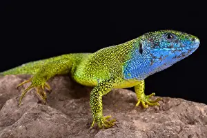 Bridal: European green lizard (Lacerta viridis) male