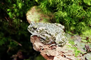 Amphbian: European Green Toad