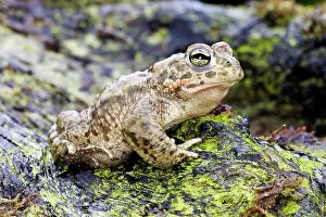 Amphbian: European Green Toad