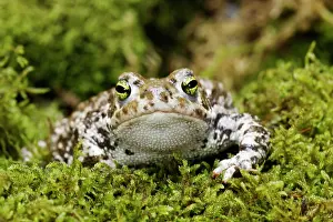 Amphbian: European Green Toad