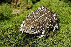 European Green Toad