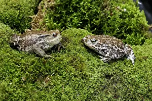 Amphbian: European Green Toad