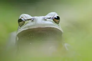 Croak: European Green Toad
