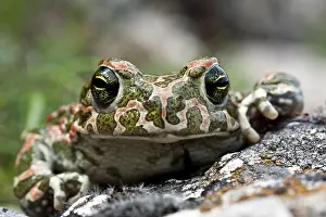 Kriti: European Green Toad